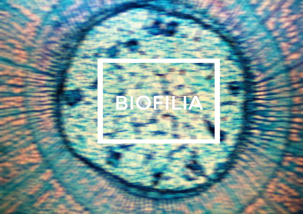 Поперечный срез стебля пеларгонии