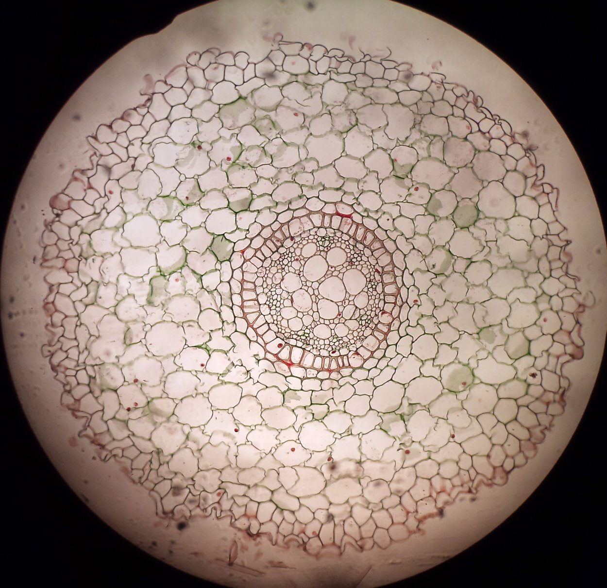 Микроскопия корня валерианы