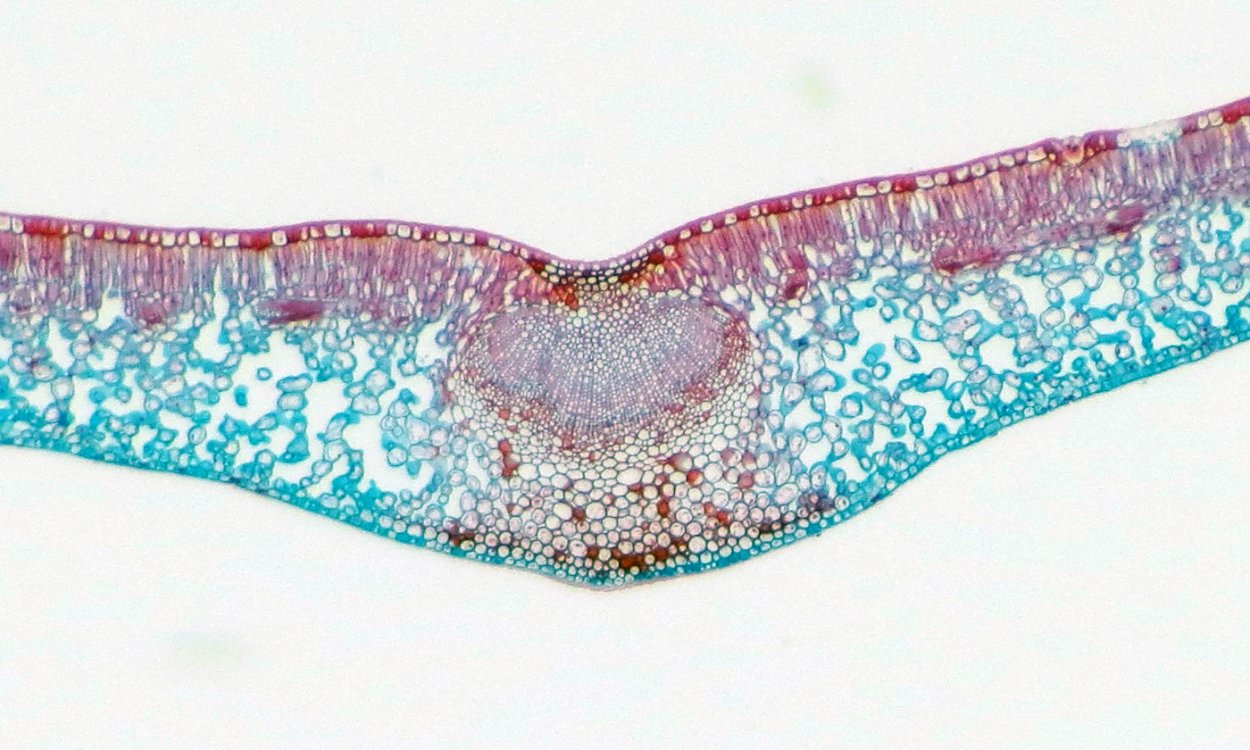 Строение однодольного стебля кукурузы