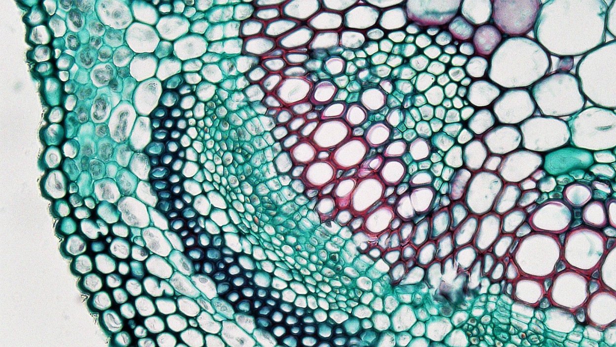 Срез хвоинки сосны