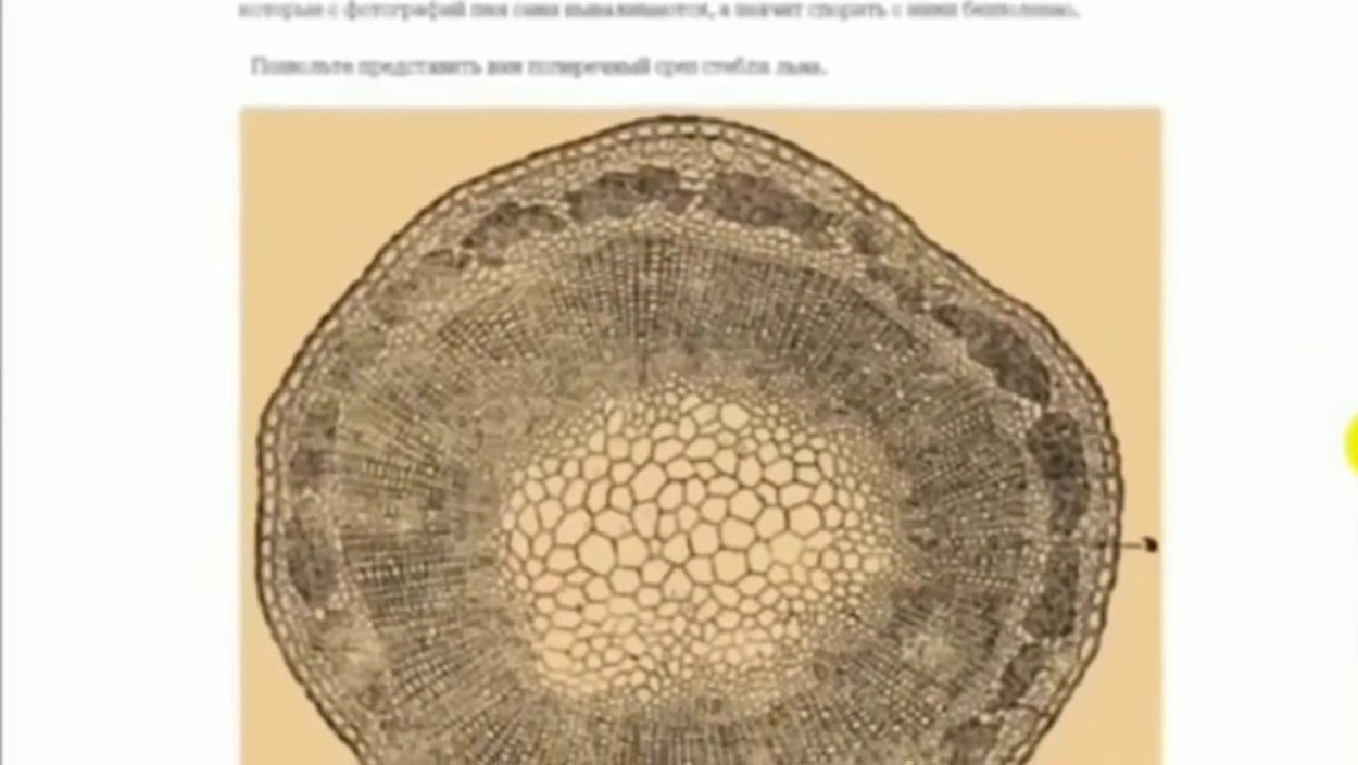 Поперечный срез корня микрофотография