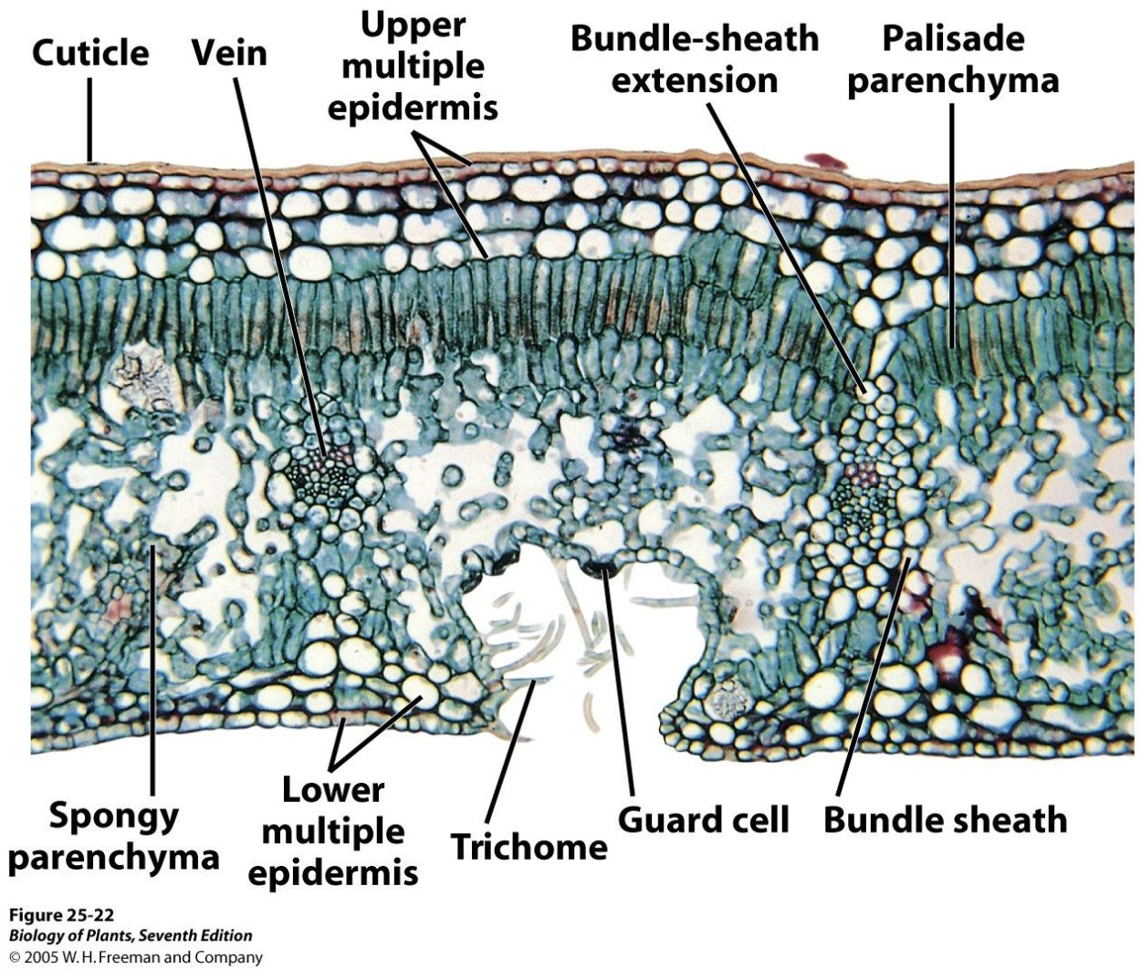Поперечный срез листа строение