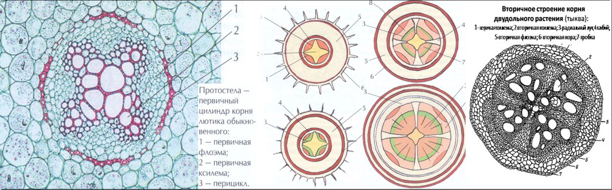 Срез листа олеандра