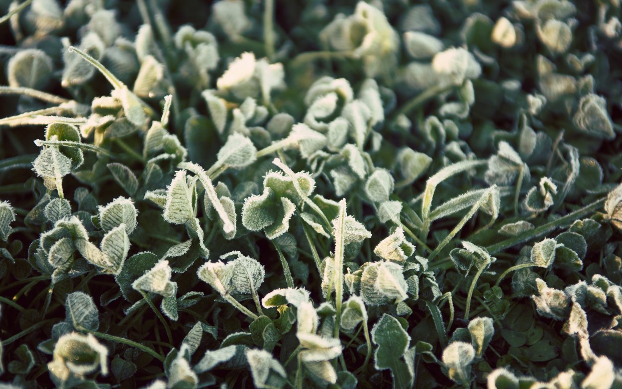 Природа бежевый