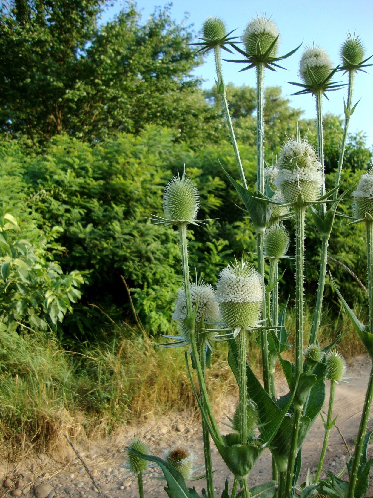 Ворсянка Лесная