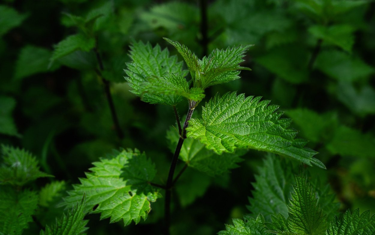 Крапива плосколистная