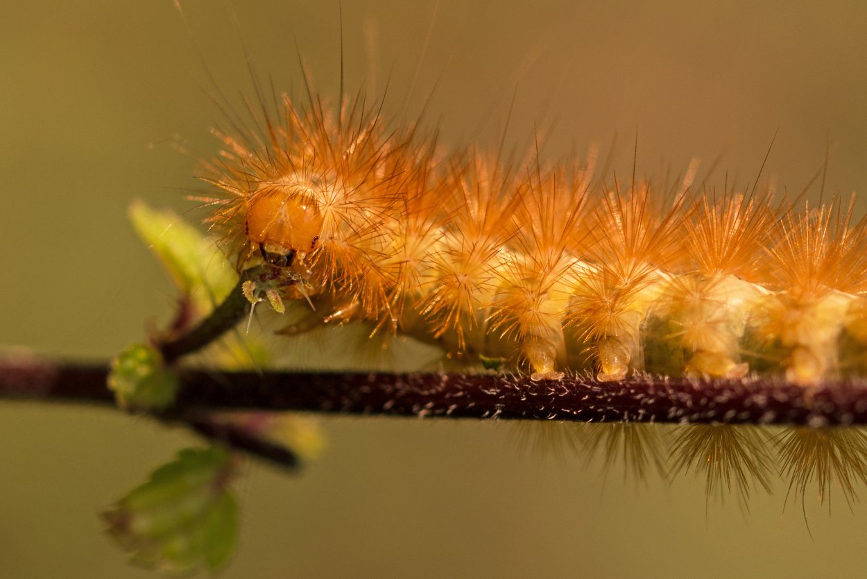 Коричневый Caterpillar гусеница