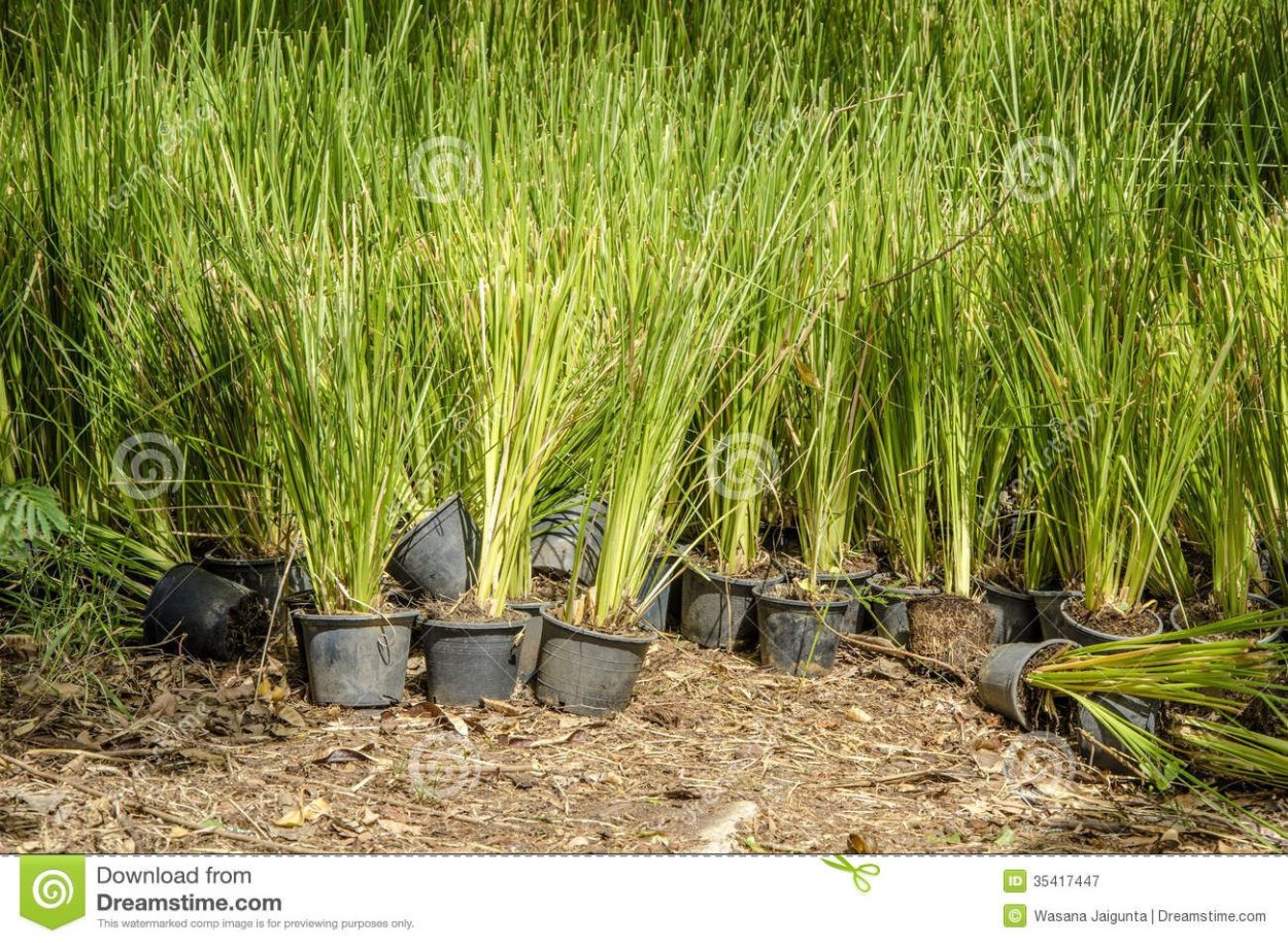 Ветивер куст