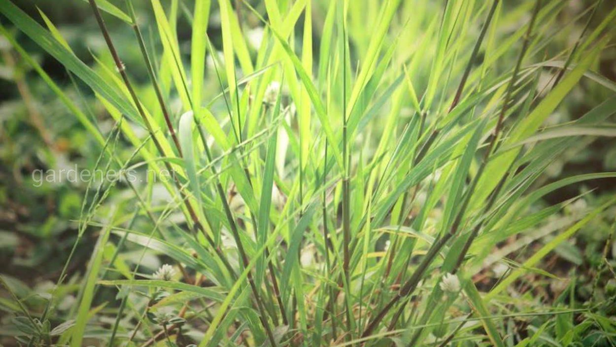 Ветивер трава