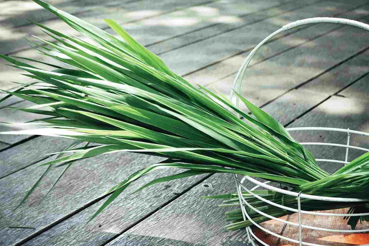 Ветивер дерево