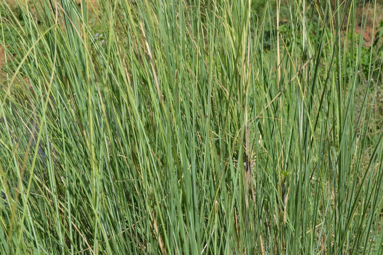 Ветивер растение