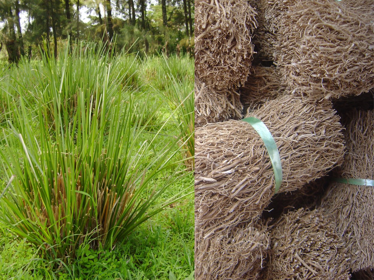 Chrysopogon Zizanioides