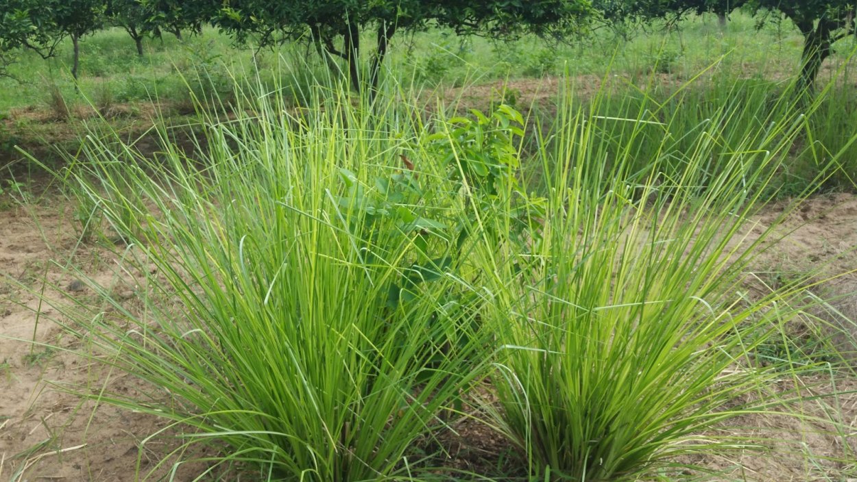 Эфирное масло Vetiver ДОТЕРРА