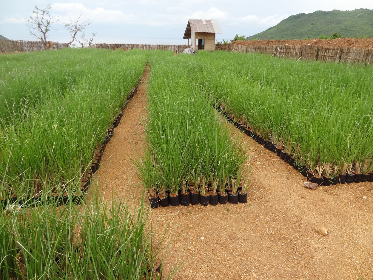 Сельскохозяйственный корень