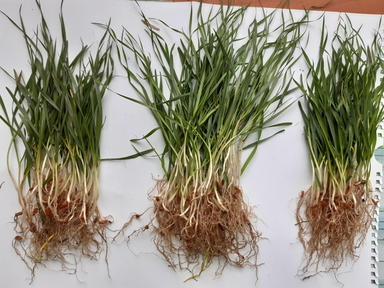 Vetiveria Zizanioides