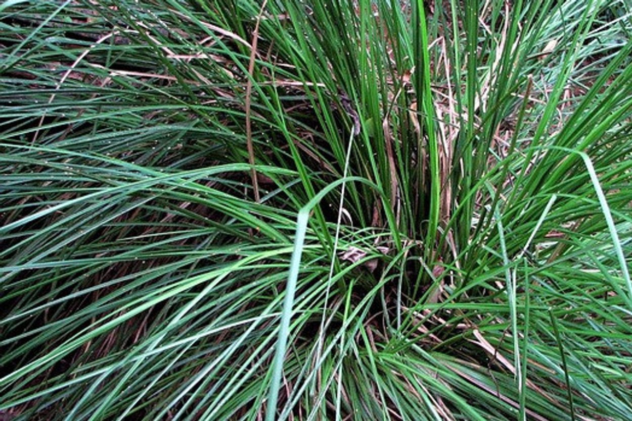 Таитянский ветивер