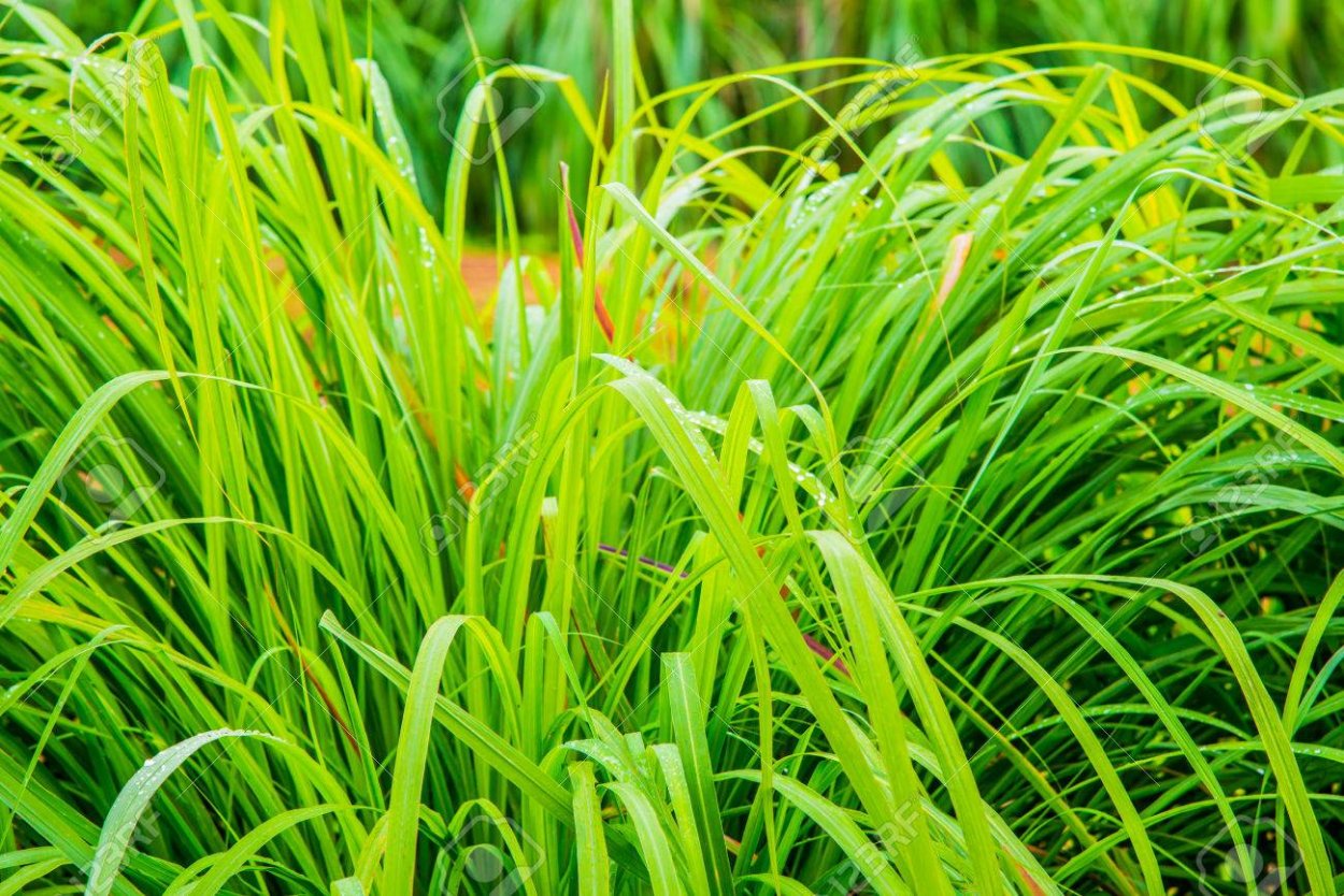 Ветивер сухой