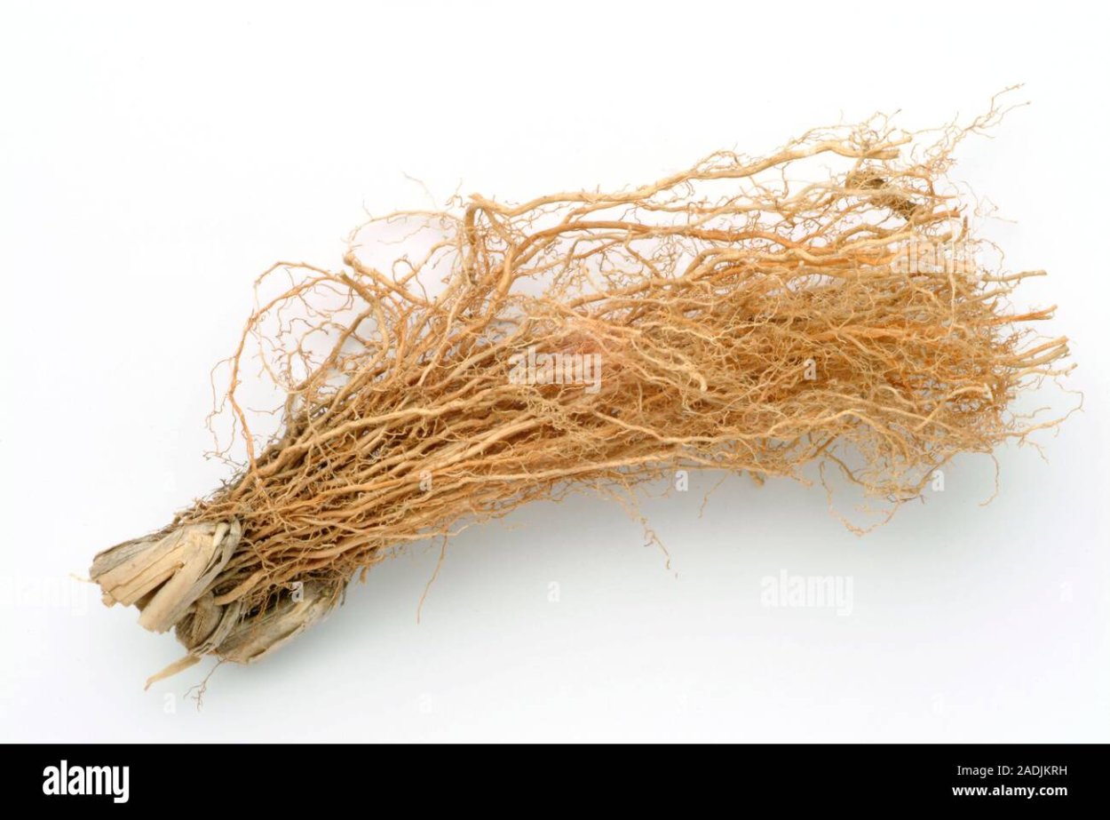 Ветивер акварель