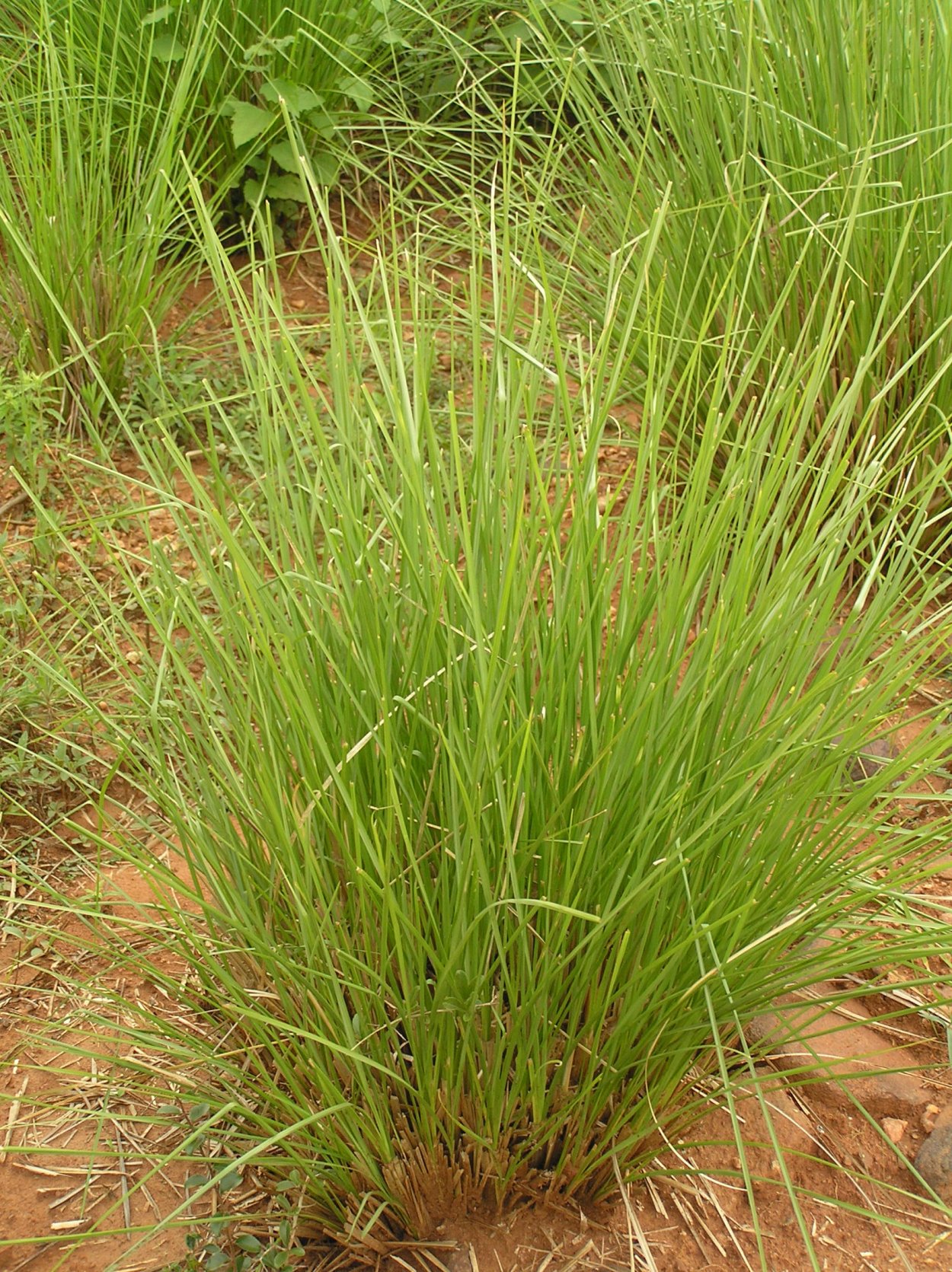 Ветивер трава