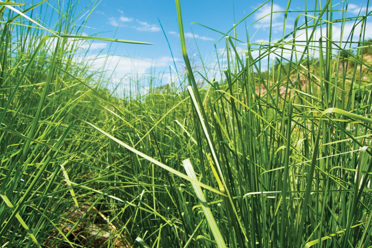 Ветивер растение