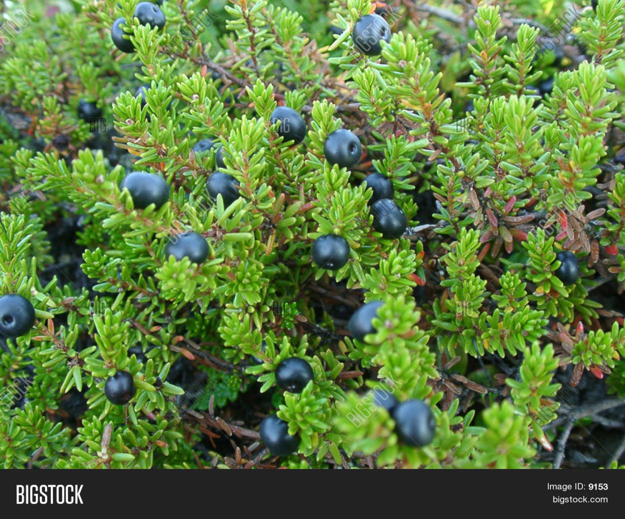 Манах шикша