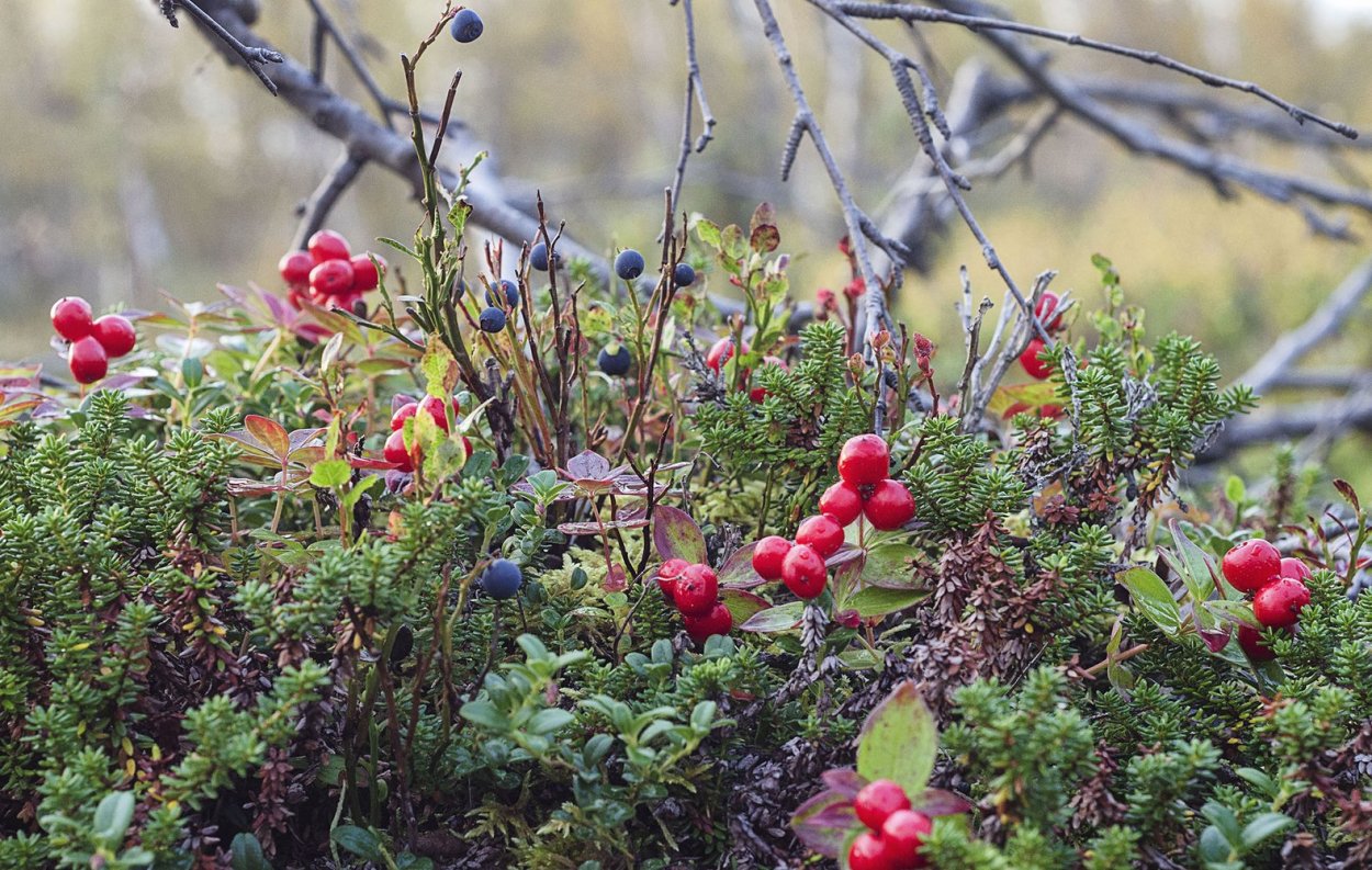 Лишайник ягель в тундре