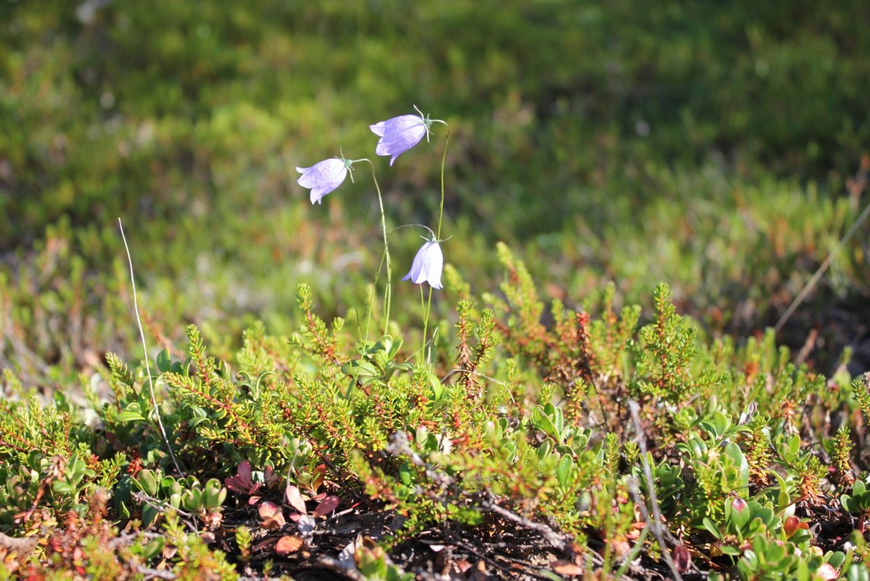 Нарьян мар природа тундра