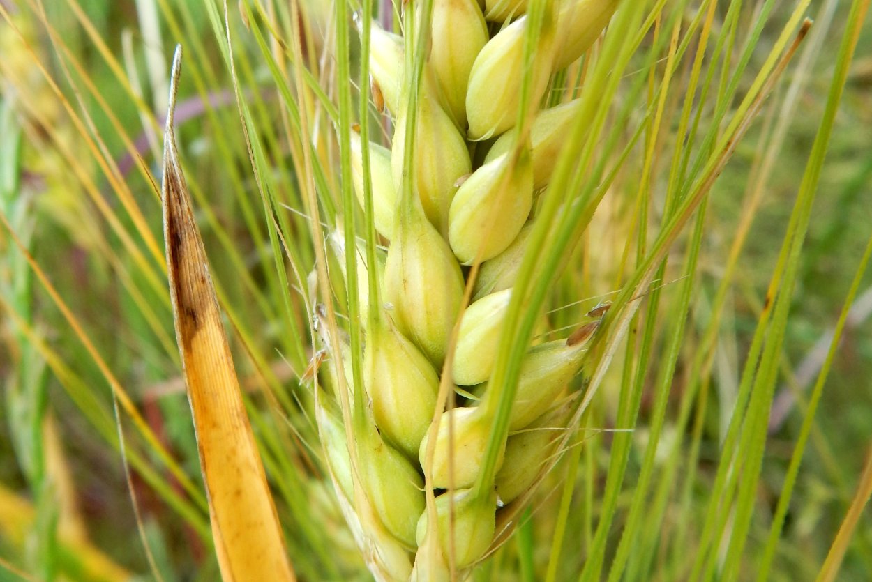 Злаковые Колос сорняк