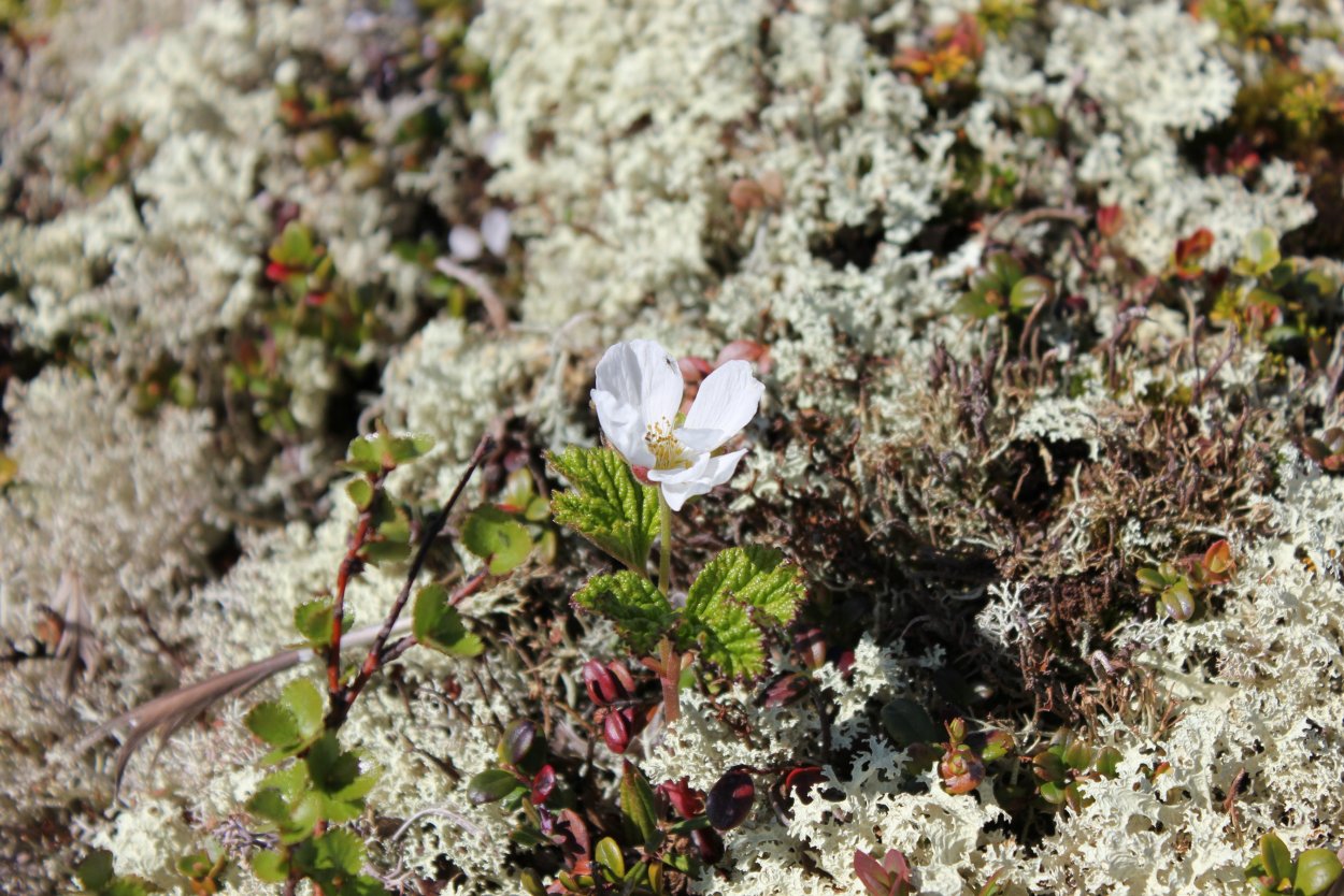Клюква в тундре