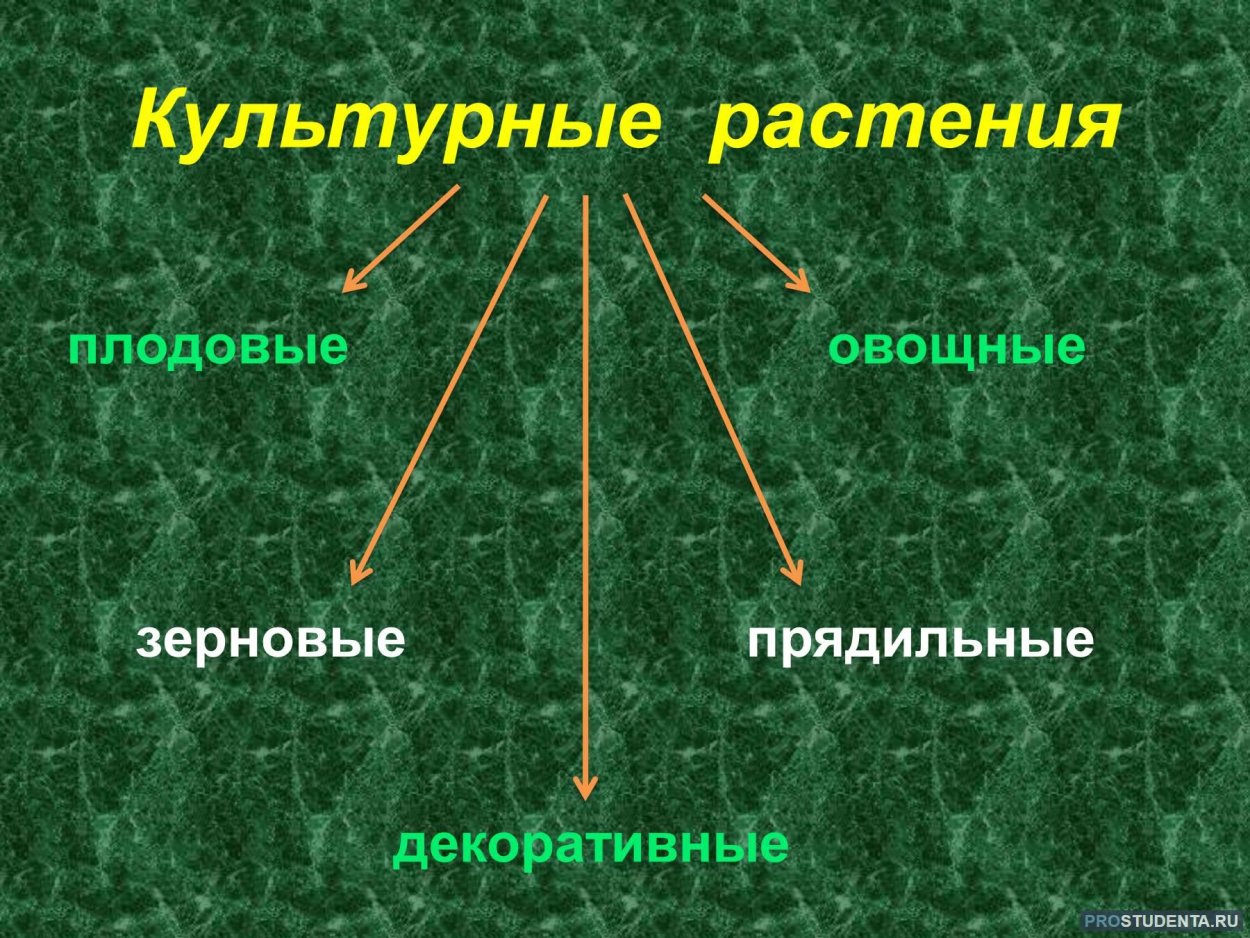 Культурные культурные растения