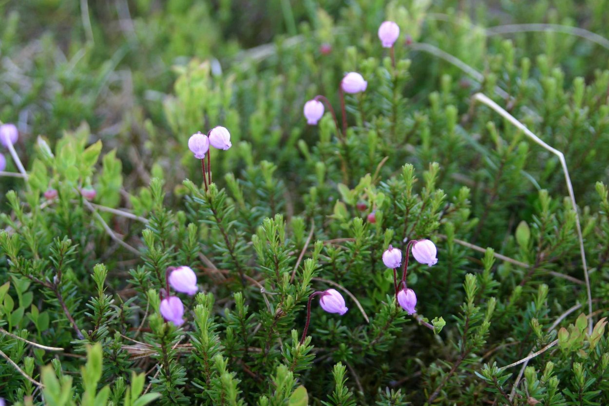 Тундра Коми Воркута Морошка
