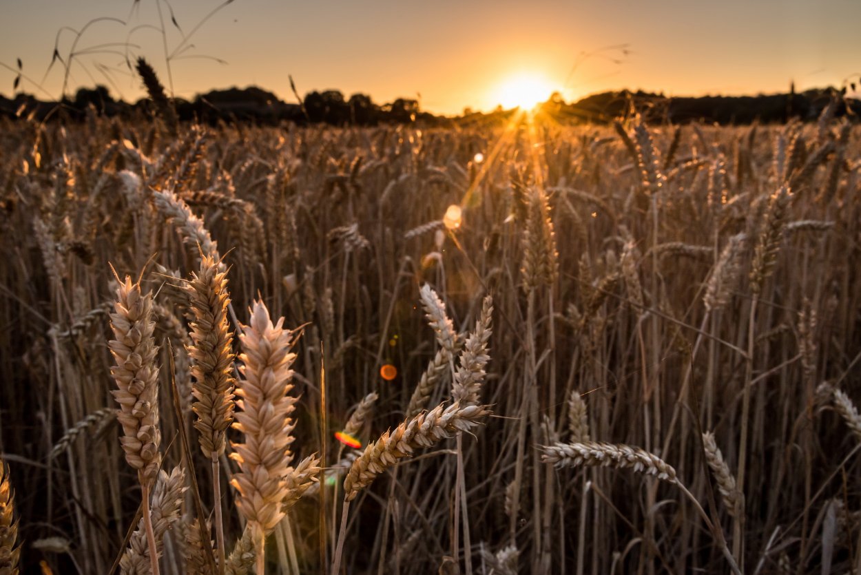 Поле Колосков
