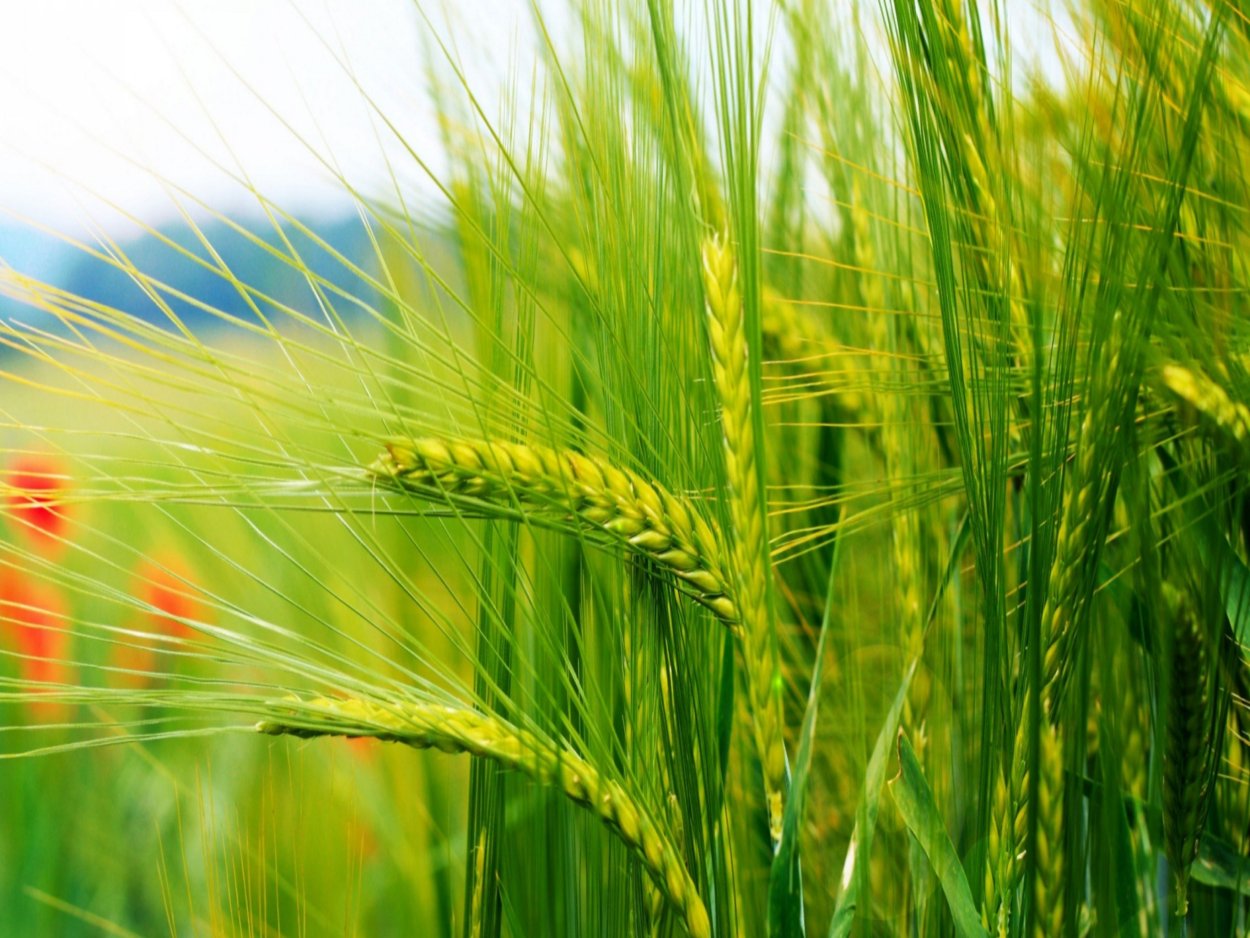 Яровые зерновые культуры