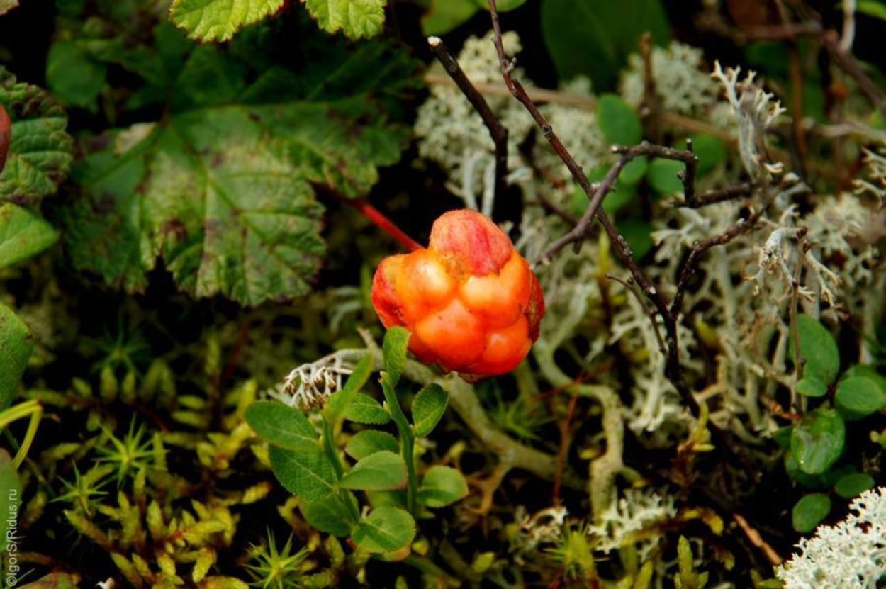 Подбел многолистный