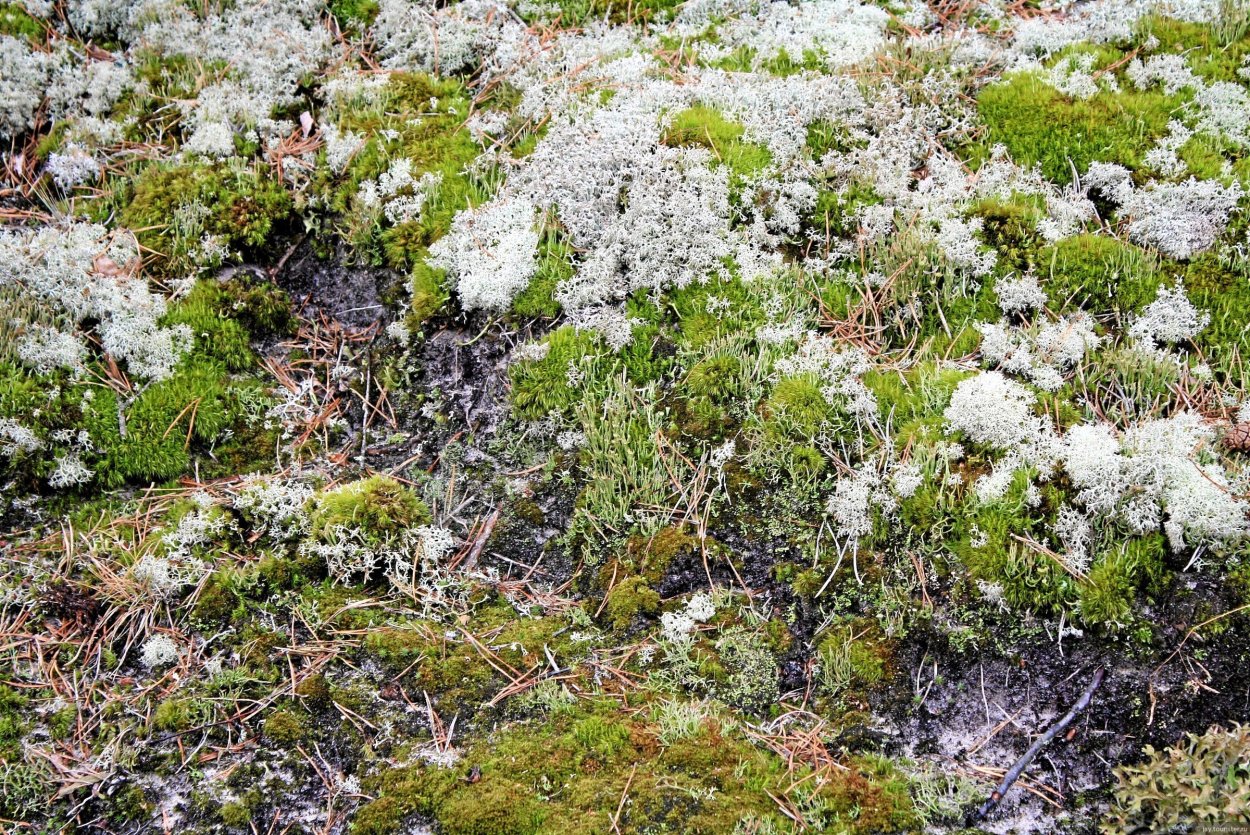 Олений мох кладония