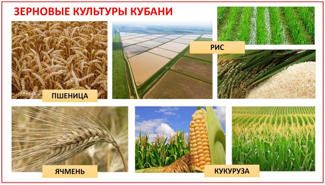 Рис пшеница ячмень