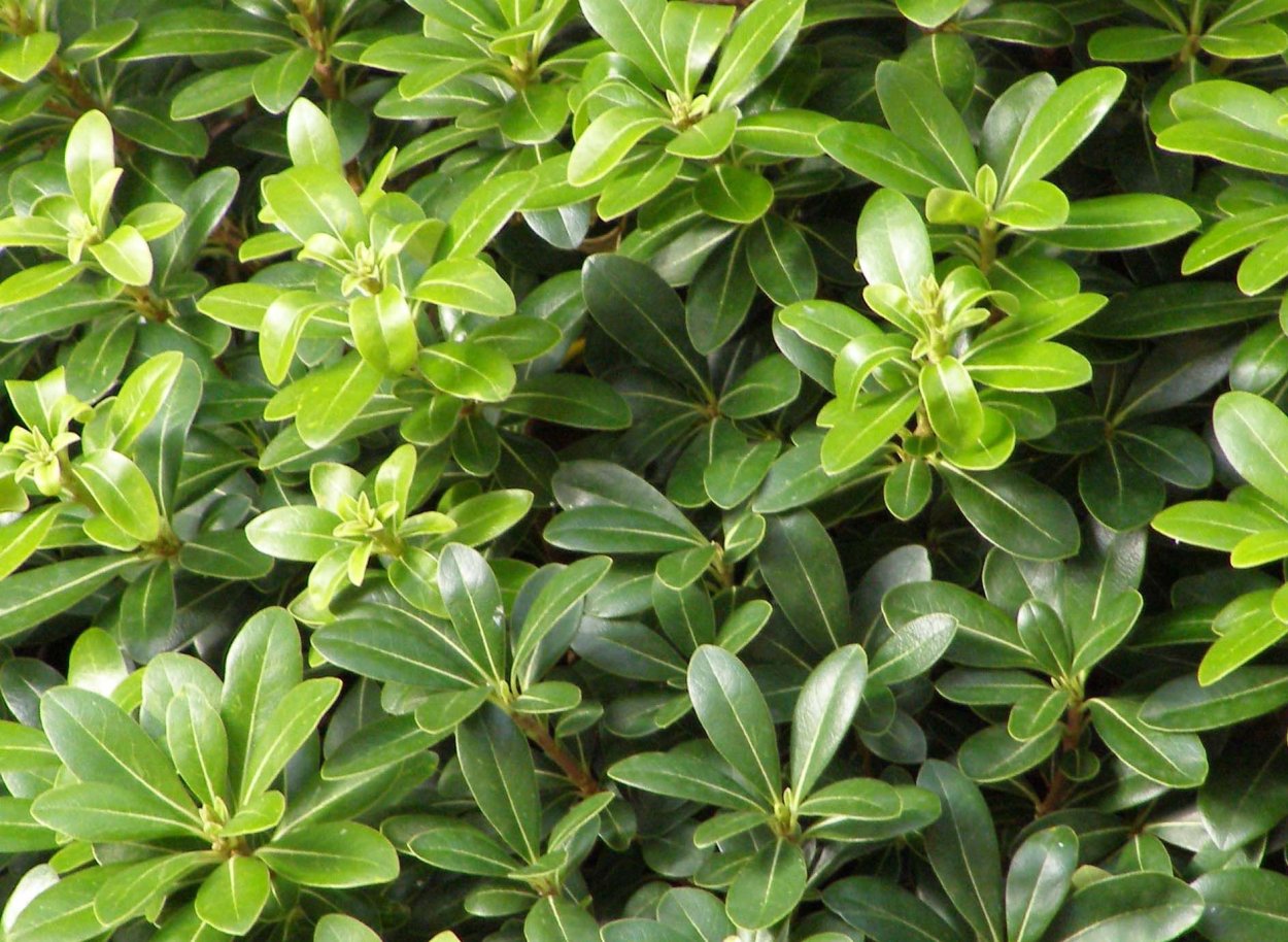 Питтоспорум Тобира