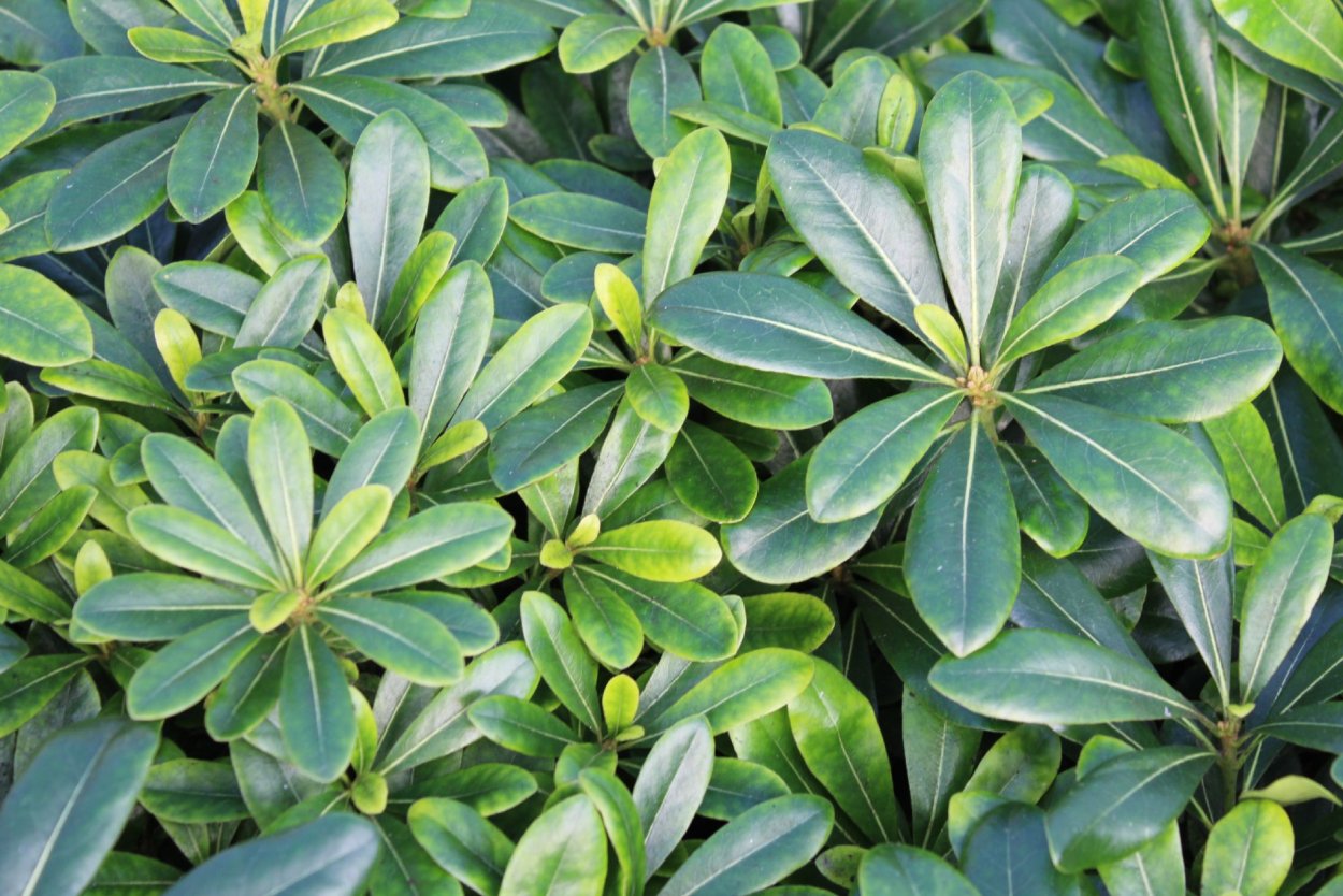 Pittosporum tenuifolium растение