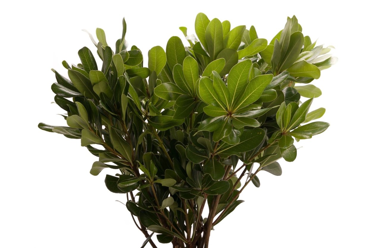 Питтоспорум Тобира (Pittosporum Tobira),