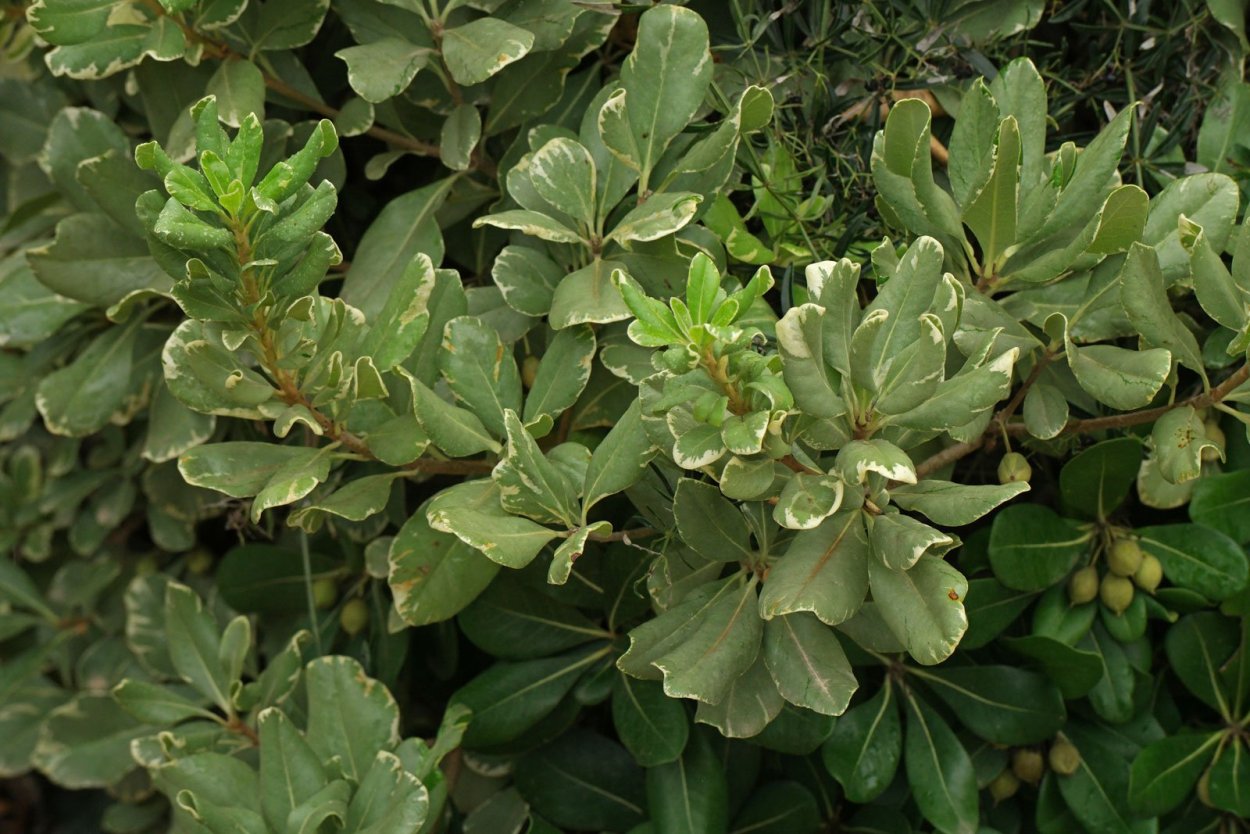 Питтоспорум Кейп Сьюзан листья