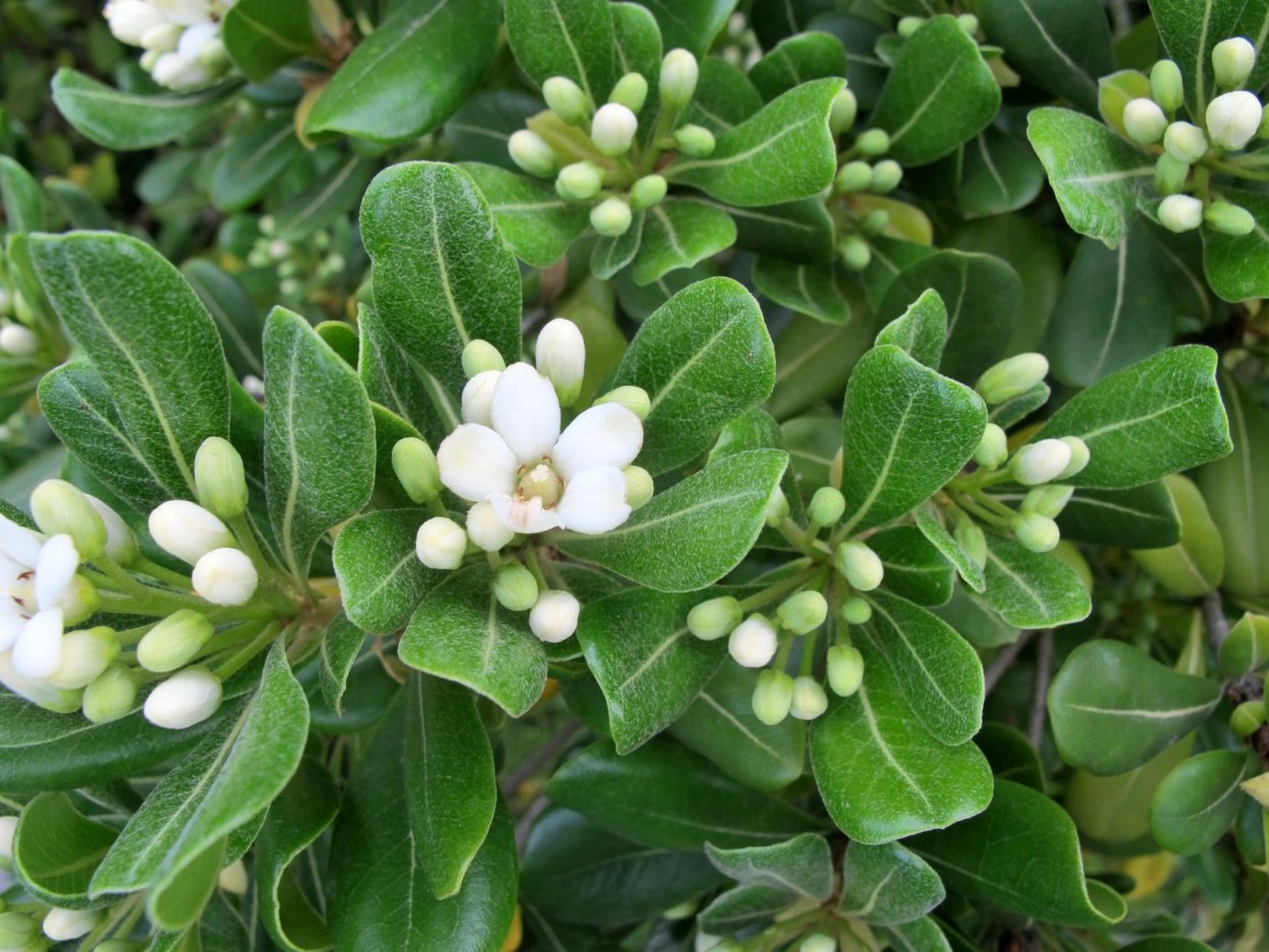 Питтоспорум "Pittosporum Red"