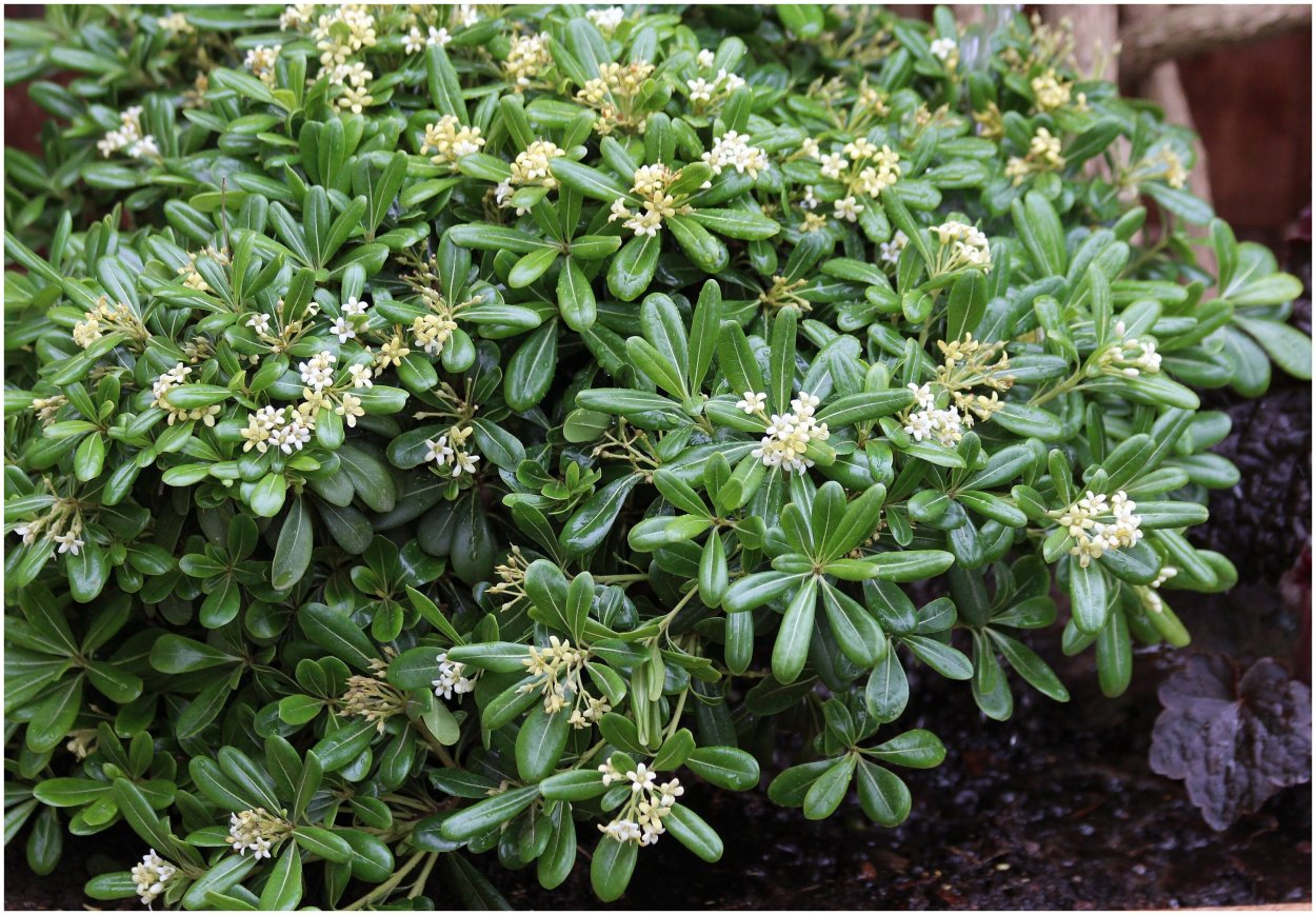 Питтоспорум Тобира Вариегата