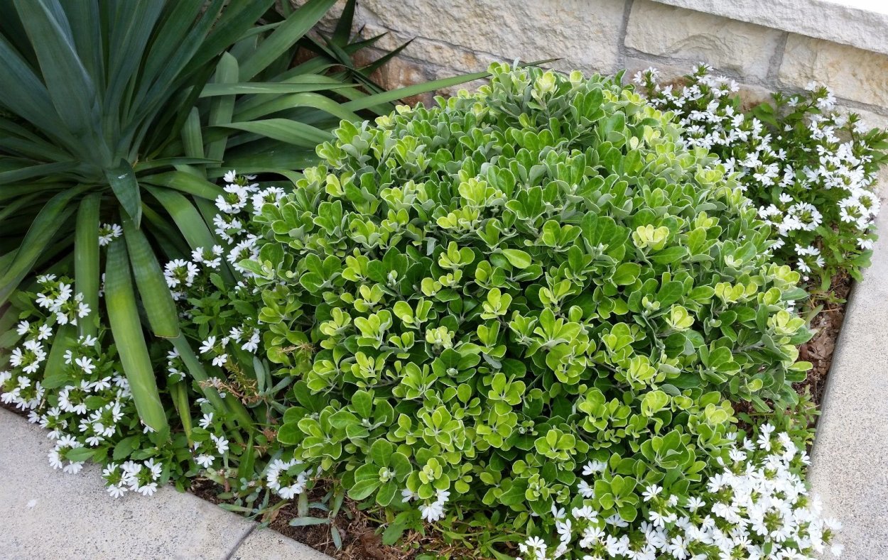 Питтоспорум Нигра