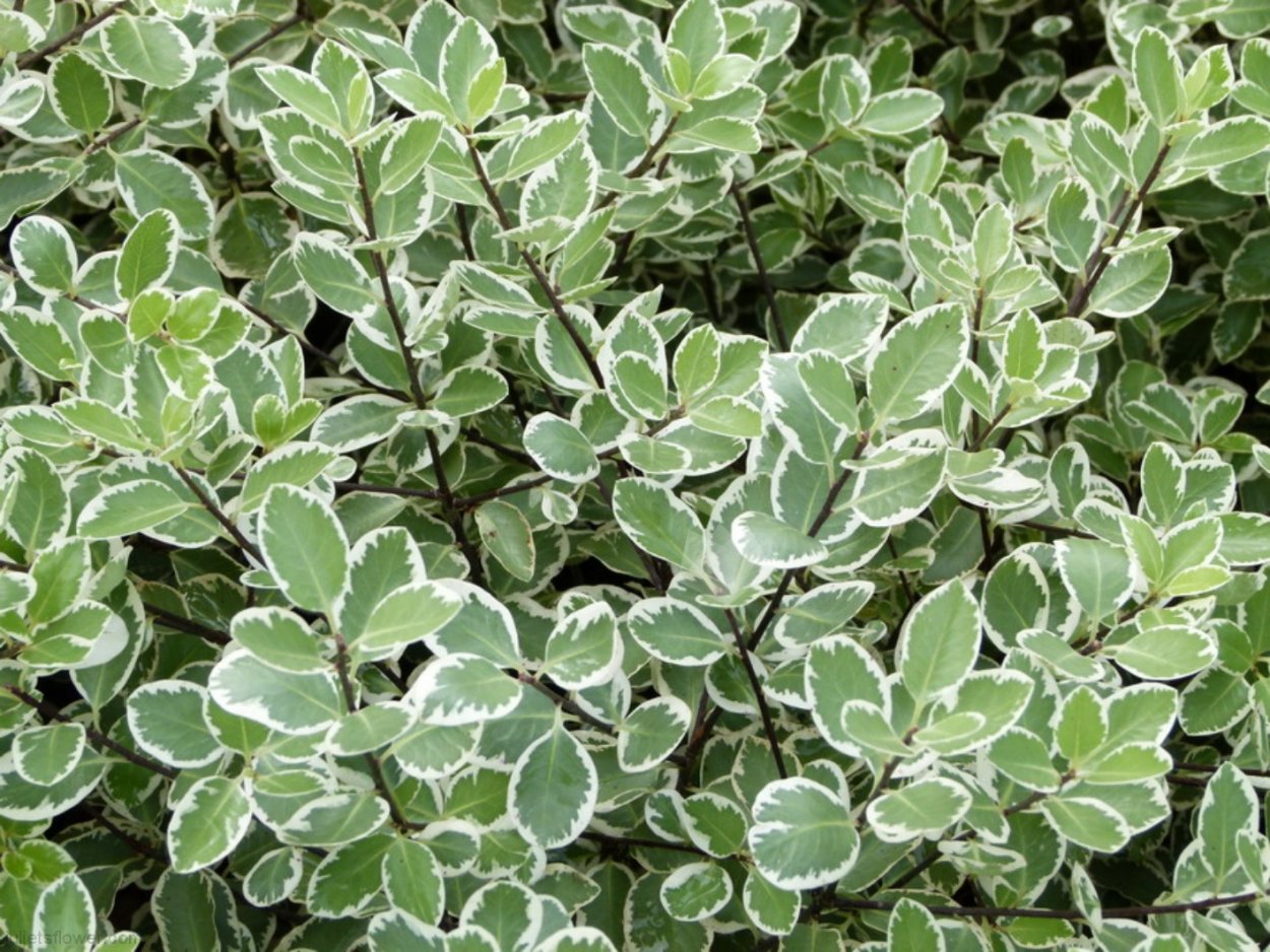 Питтоспорум Tobira