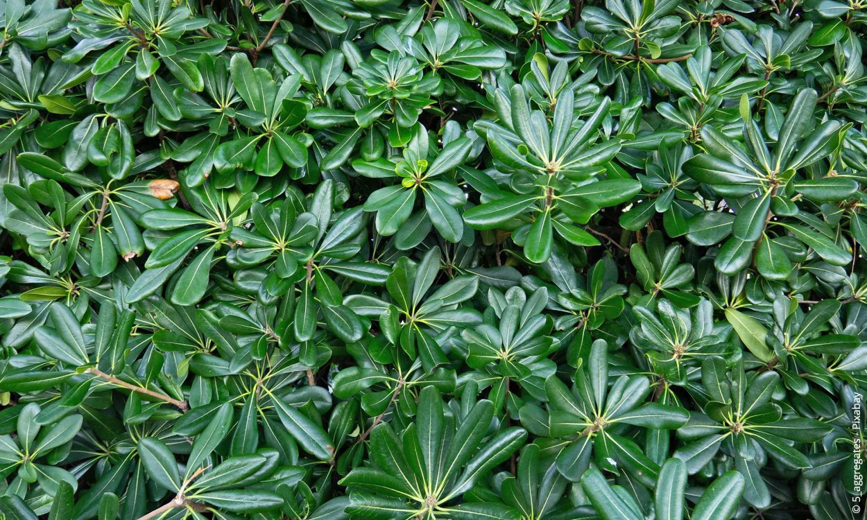 Питтоспорум Nurit