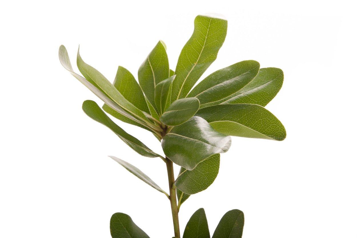 Питтоспорум Тобира (Pittosporum Tobira),