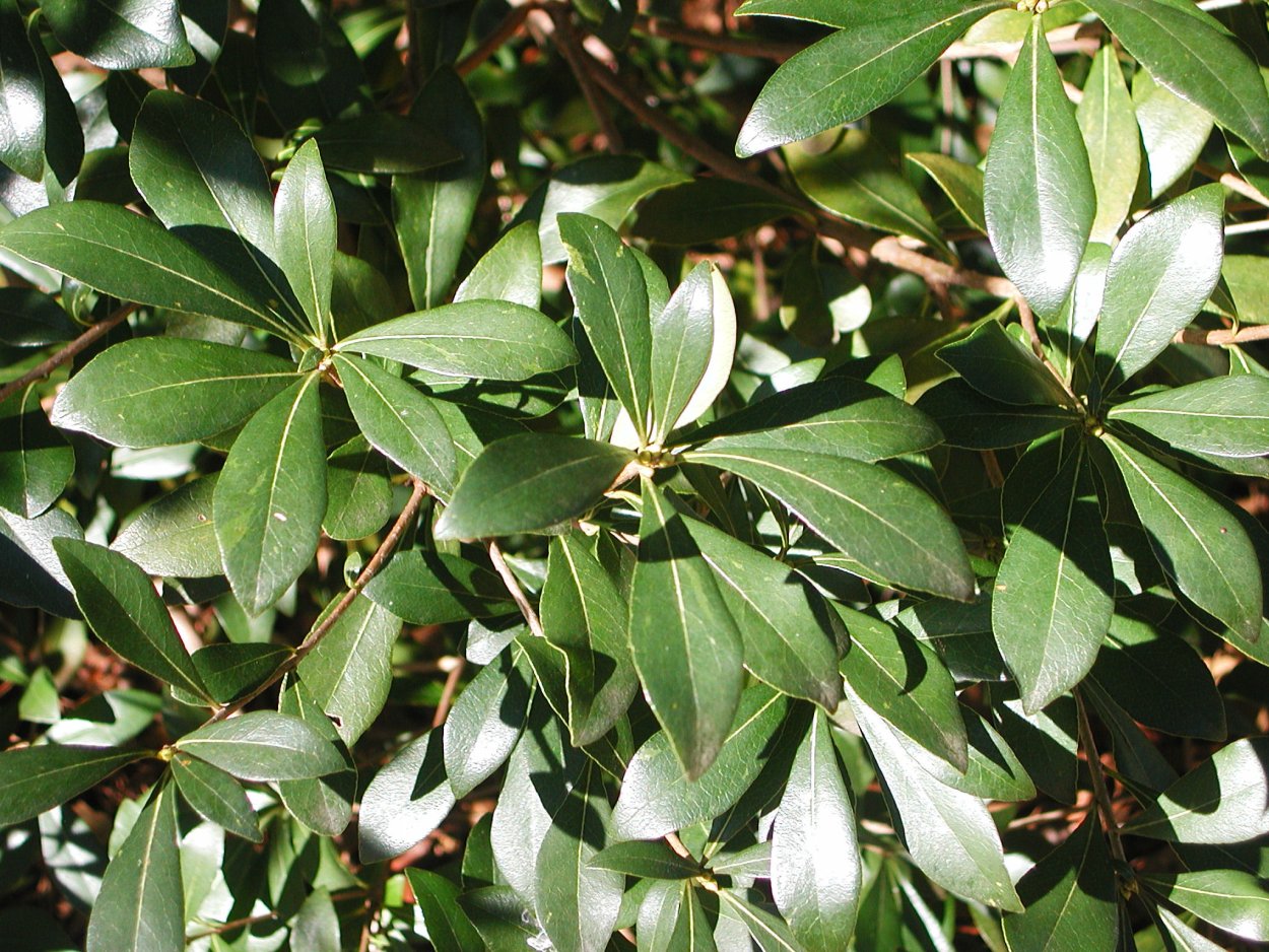 Питтоспорум Нигра