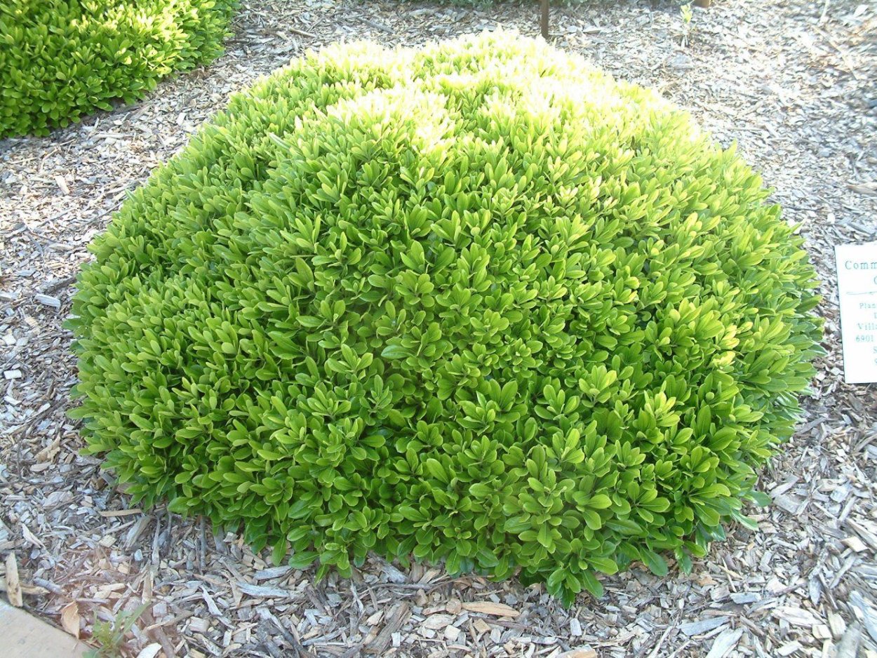 Салал растение