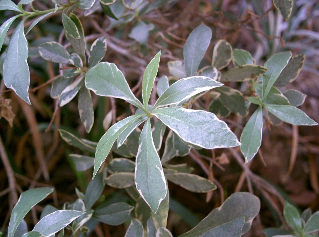 Pittosporum tenuifolium 'Silver Ball'