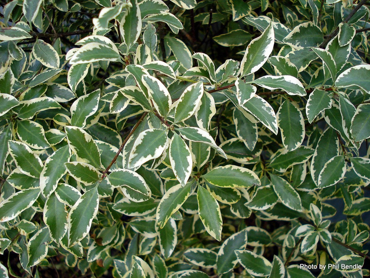 Питтоспорум Вариегата